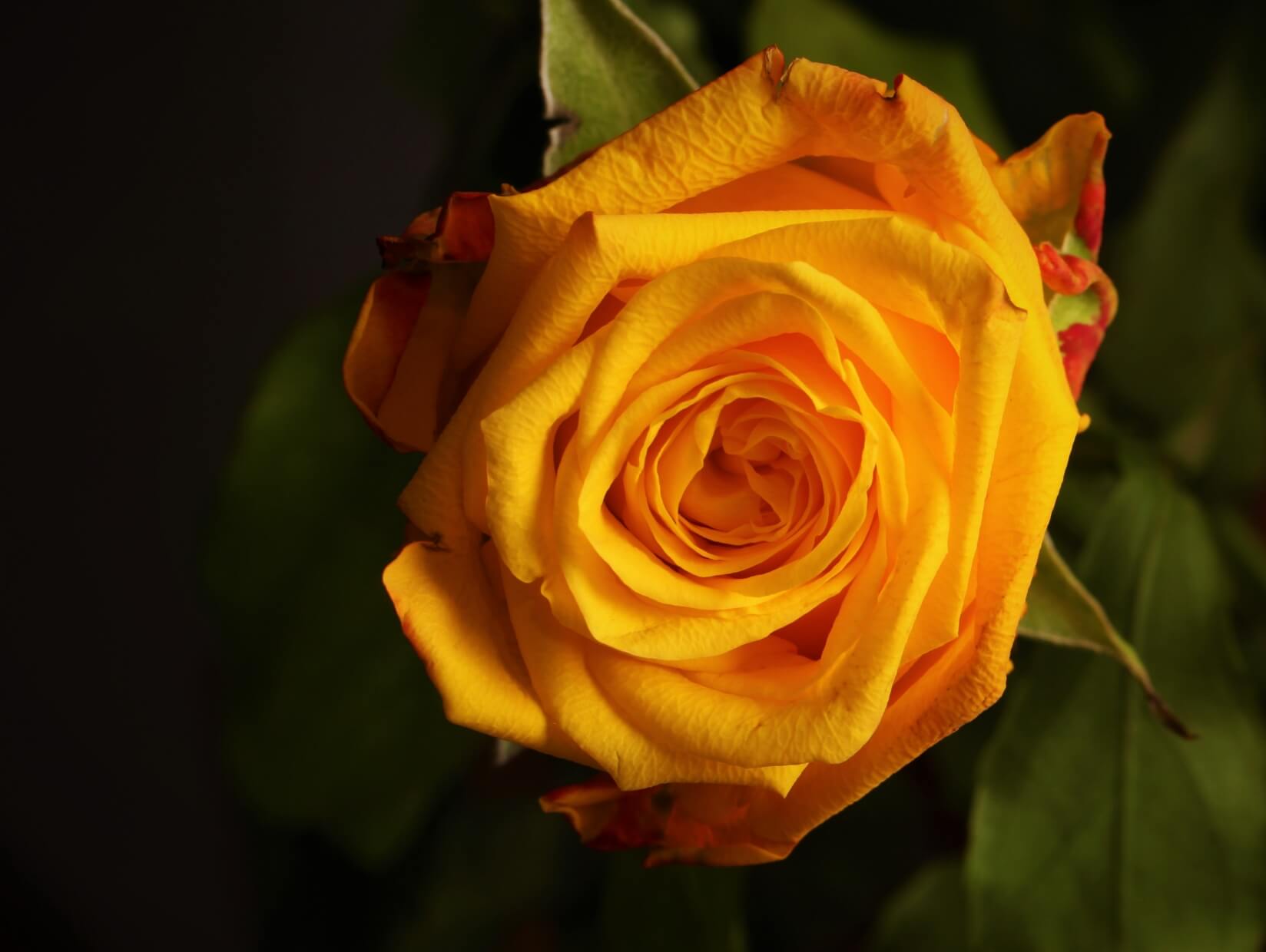 Infected with adware and computer spyware